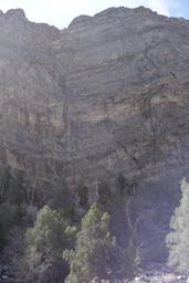 Trees hugging the wall [sat apr 22 12:03:57 mdt 2017]